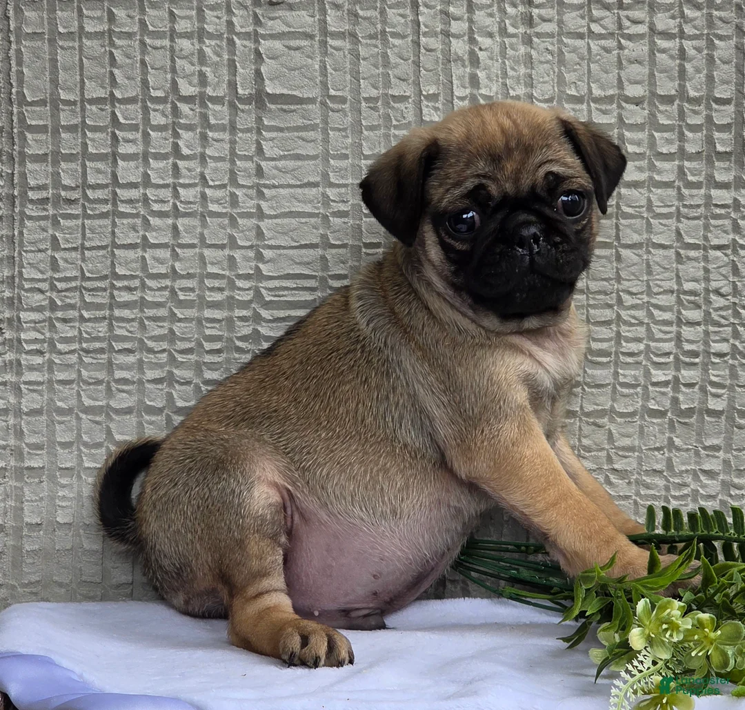 Pug dogs for sale: Baxter - Ad 8