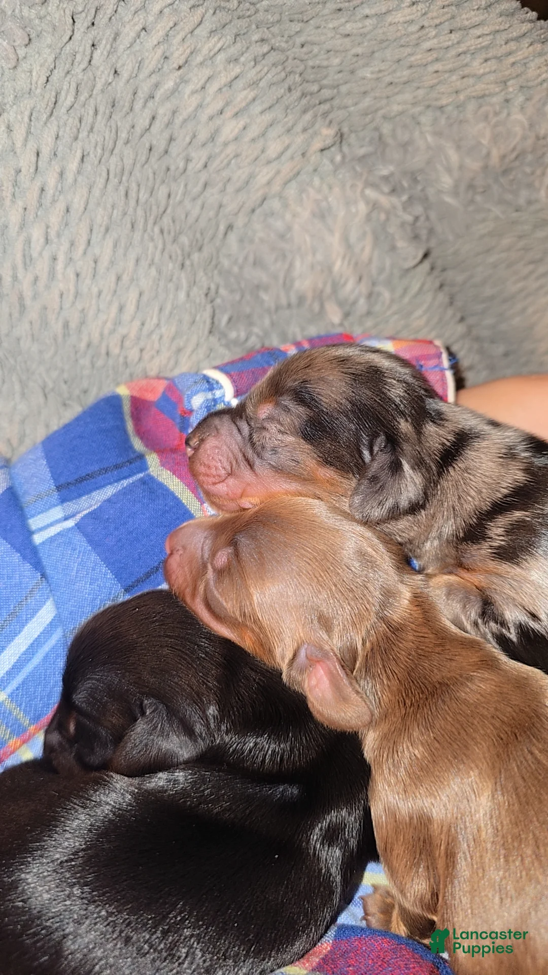 Mixed Breed dogs for sale: Isabella - Ad 1