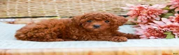 Toy Poodle dogs for sale: Biscuit - Ad 6