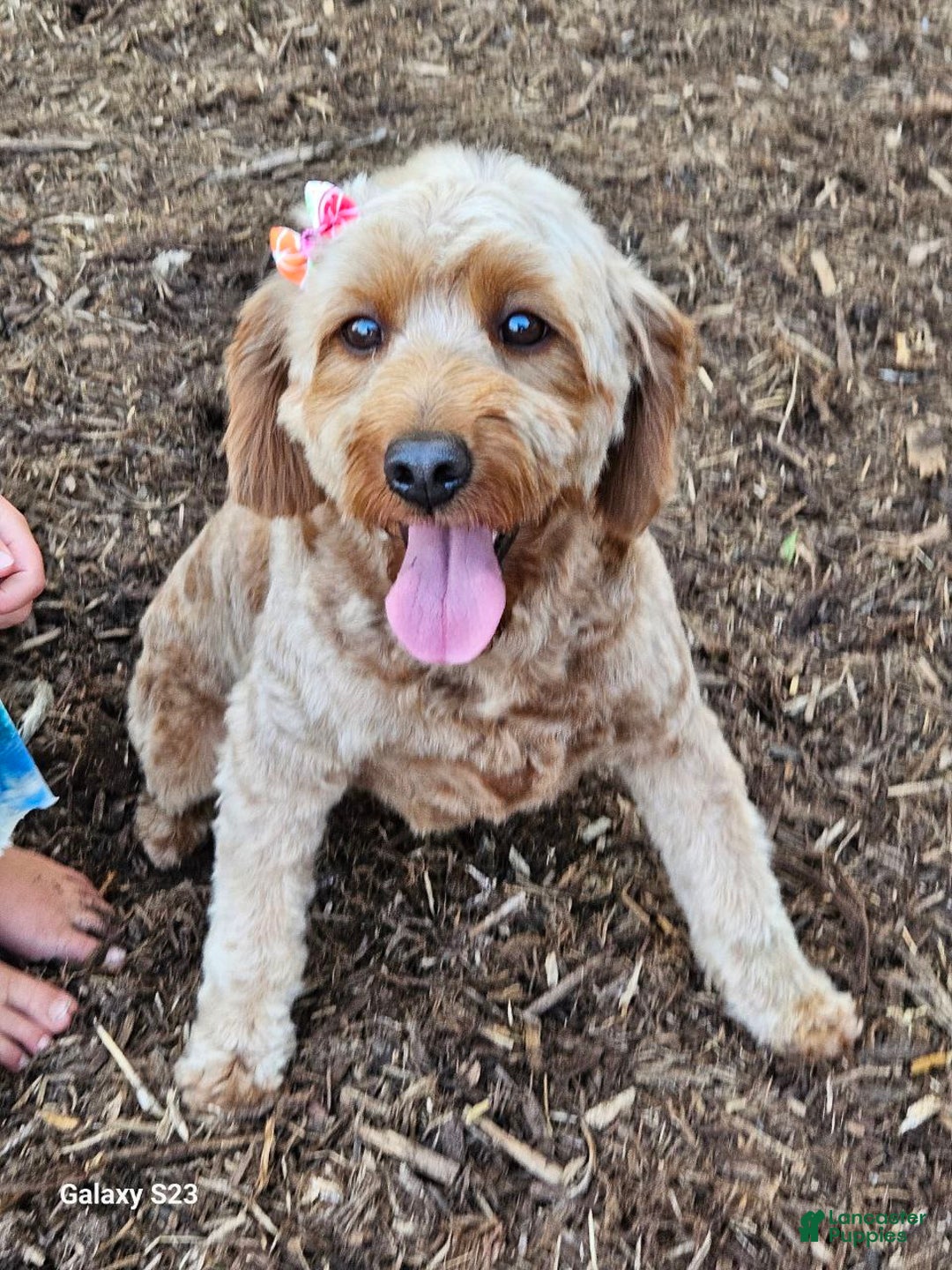 Mini Goldendoodle dogs for sale: Furry  - Ad 4