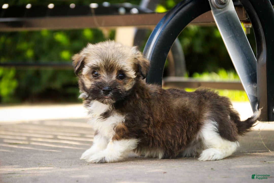 Brown Cheap Havanese Puppies For Sale Vicious Havanese Puppies Shop