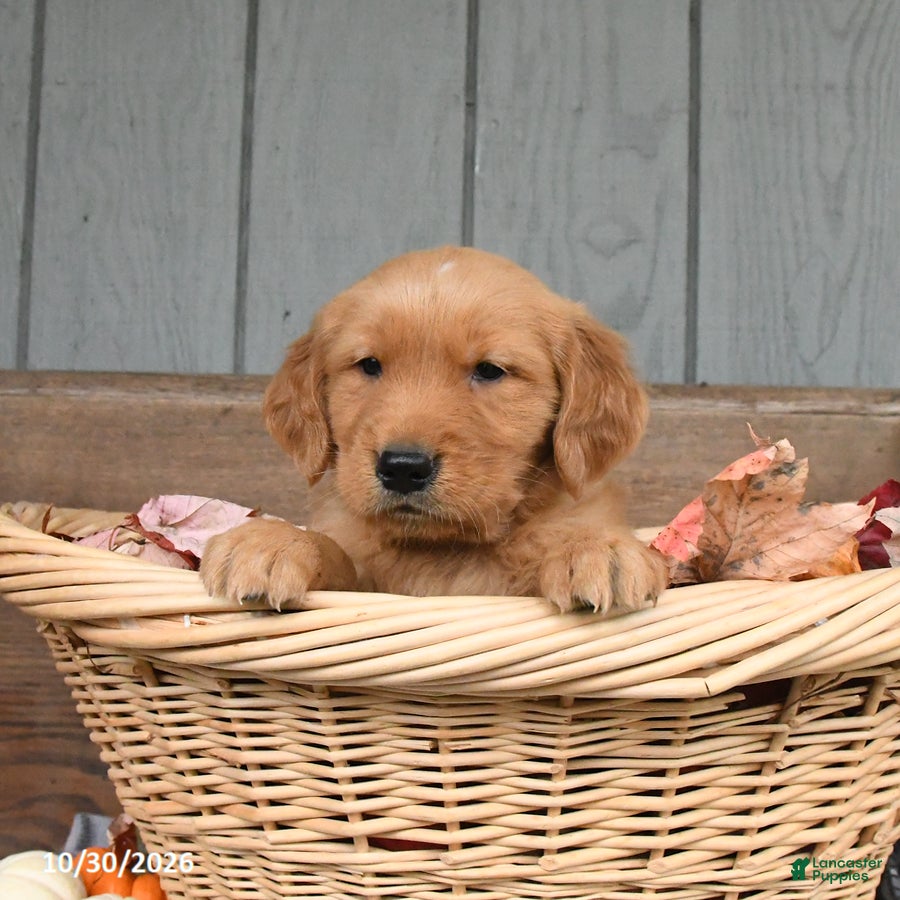 Golden Retriever dogs for sale: Wiggles - Ad 1