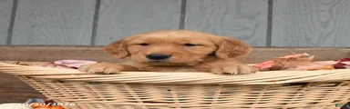Wiggles