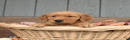 Golden Retriever dogs for sale: Wiggles - Ad 1