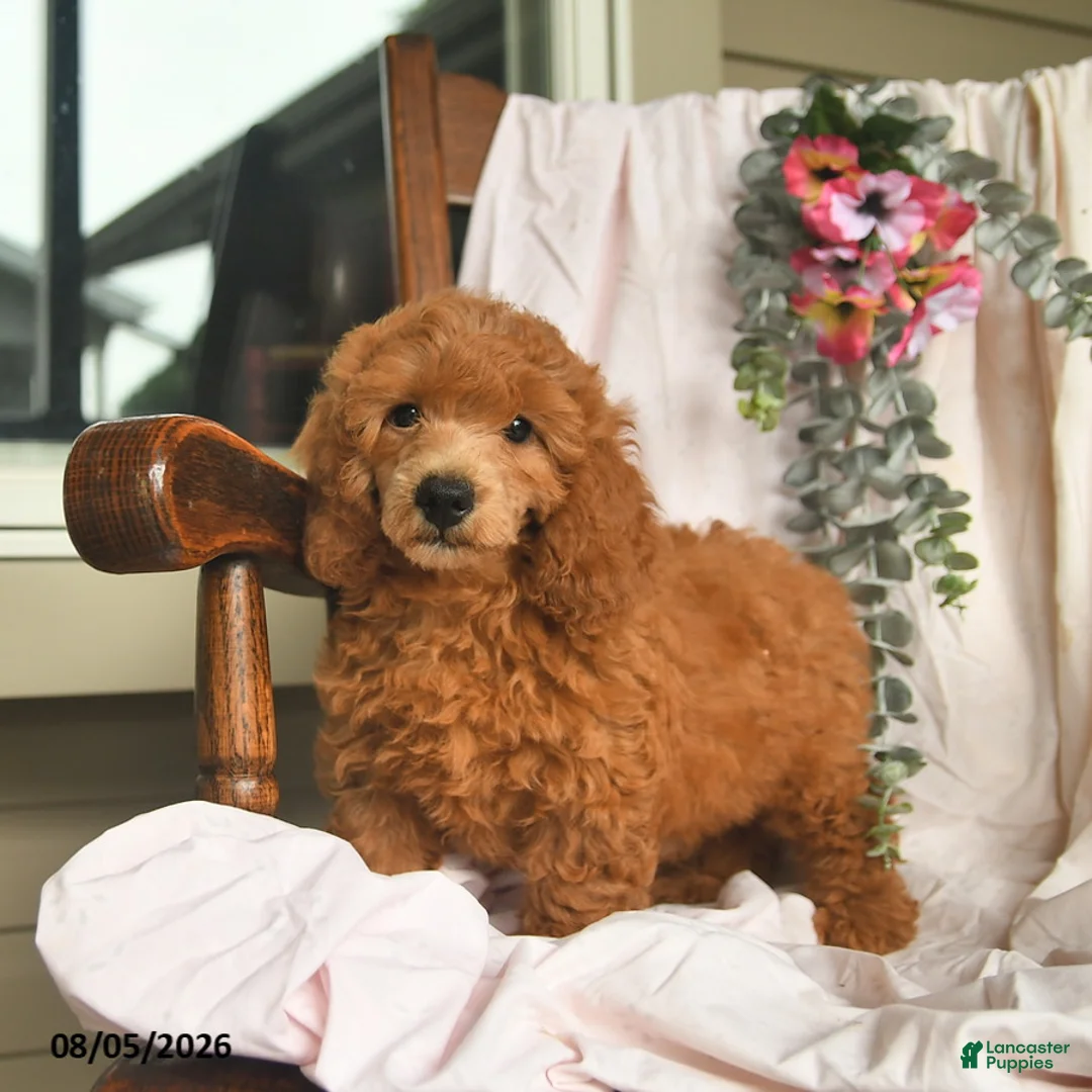 Miniature Poodle dogs for sale: Jone  - Ad 1
