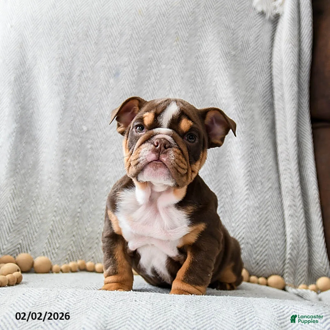 English Bulldog dogs for sale: Peanutbutter Ripple - Ad 3
