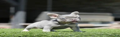 French Bulldog Puppy 2