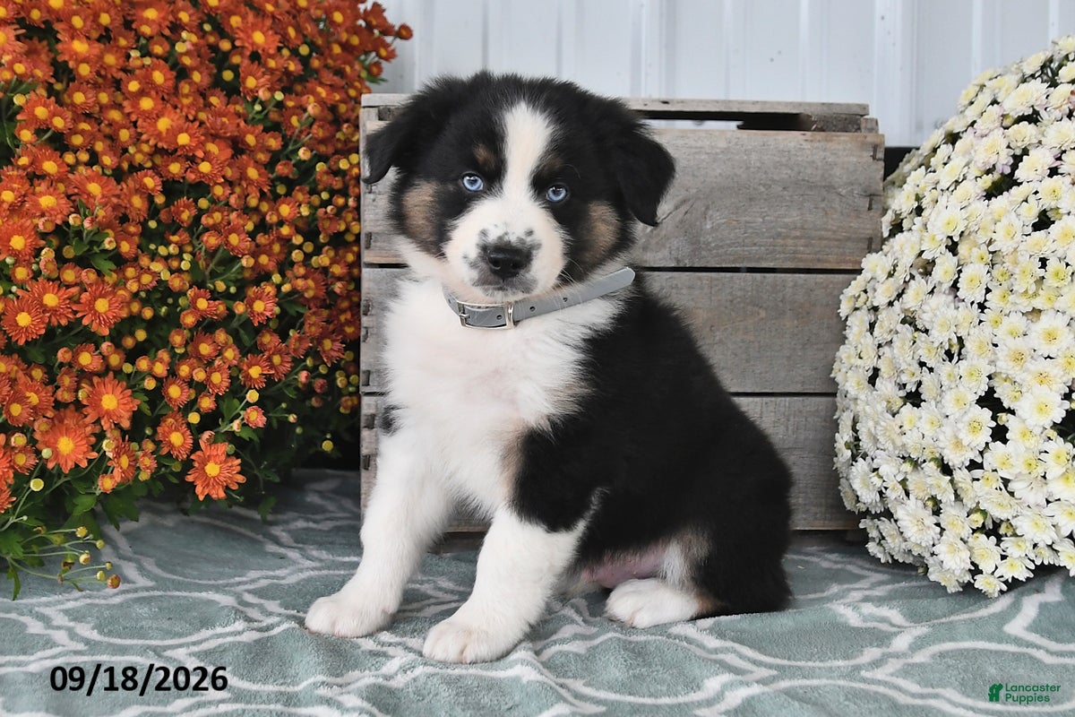 Australian Shepherd dogs for sale: Jip - Ad 1