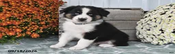 Australian Shepherd dogs for sale: Jip - Ad 1