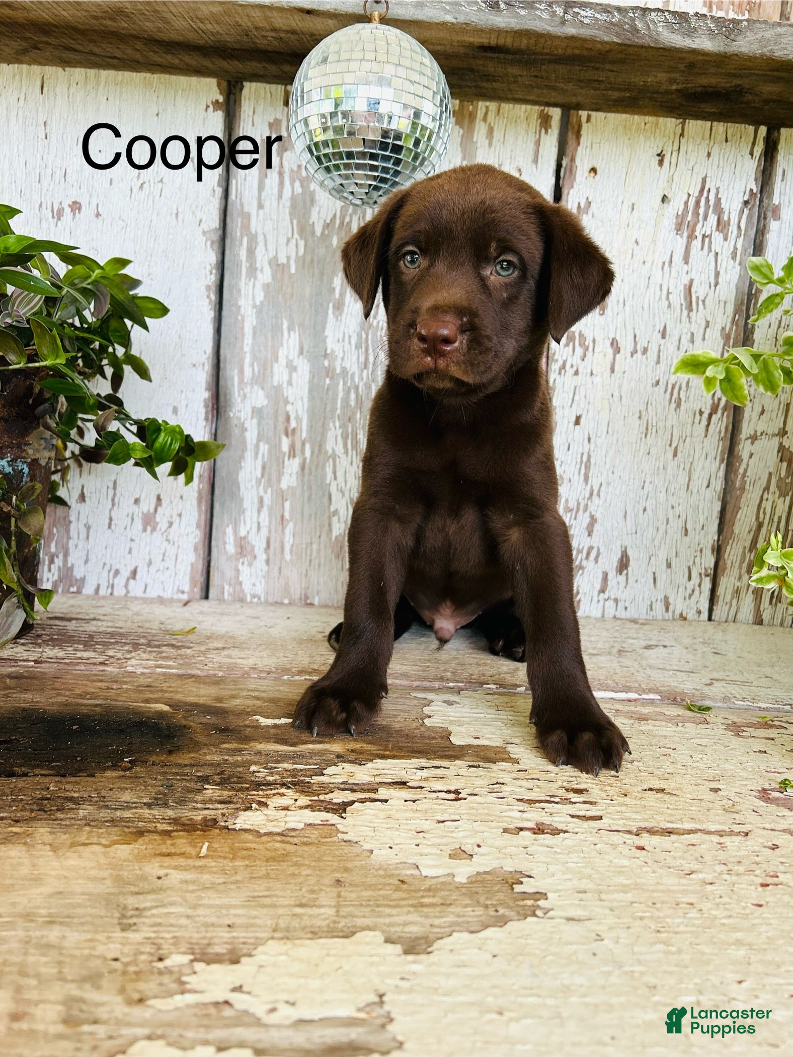 Labrador Retriever dogs Cooper - Ad 2