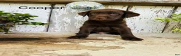 Labrador Retriever dogs for sale: Cooper - Ad 2