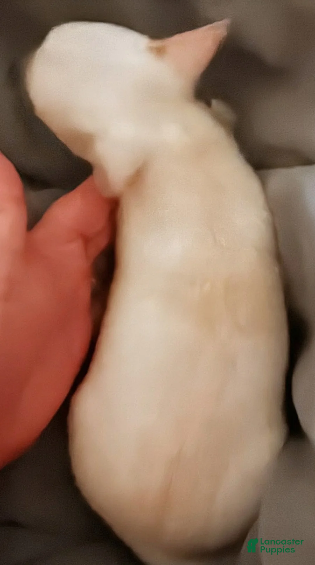 Chihuahua dogs for sale: Beans - Ad 2