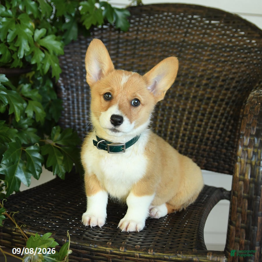 Welsh Corgi Pembroke dogs Shadow - Ad 1