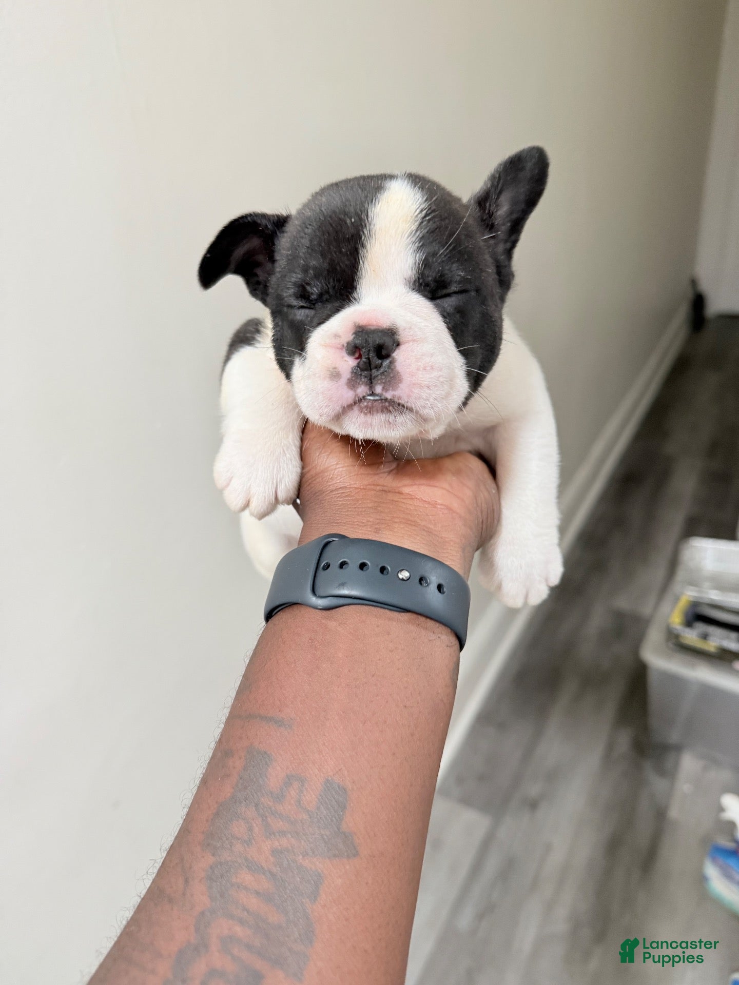 French Bulldog dogs for sale: French Bulldog 2 - Ad 2