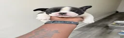 French Bulldog dogs for sale: French Bulldog 2 - Ad 1