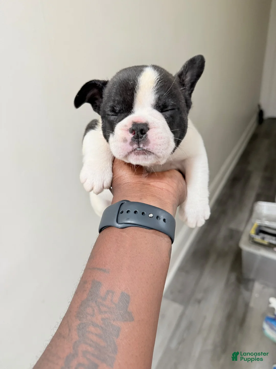 French Bulldog dogs for sale: French Bulldog 2 - Ad 1