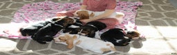 Basset Hound dogs for sale: Sophie - Ad 7
