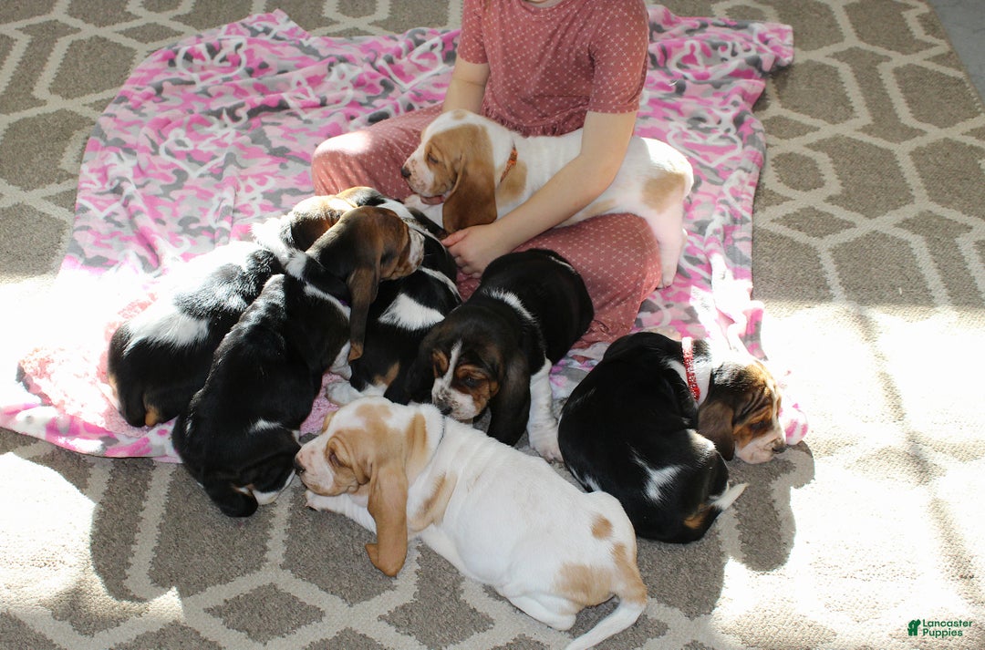 Basset Hound dogs for sale: Sophie - Ad 7