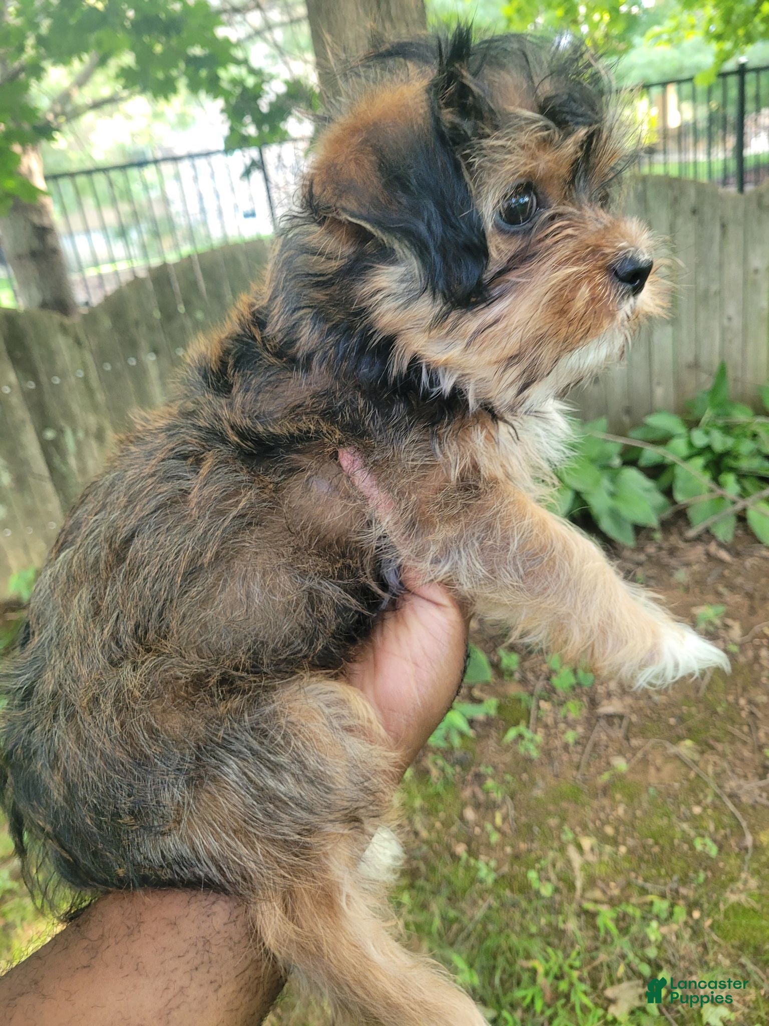 Shorkie dogs Drake - Ad 2