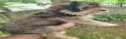 Shorkie dogs for sale: Drake - Ad 7