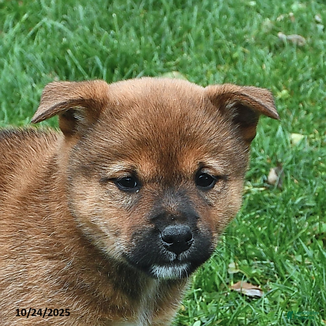 Mixed Breed dogs for sale: Missy - Ad 19