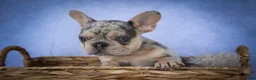 French Bulldog dogs for sale: Tinsley🎀 - Ad 8
