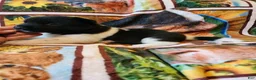 Akita dogs for sale: AKC Akita Puppy - Starlight - Ad 2