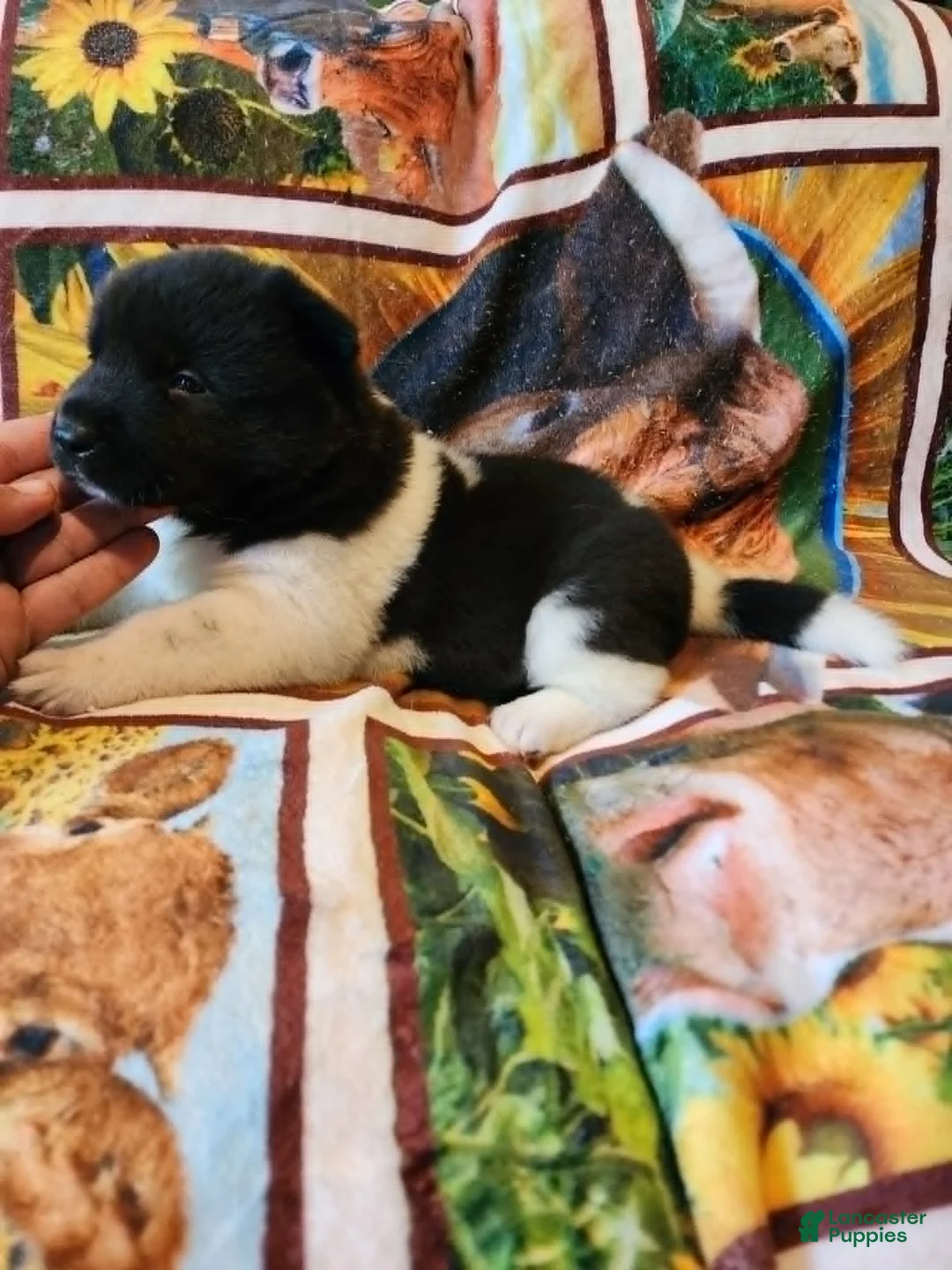Akita dogs for sale: AKC Akita Puppy - Starlight - Ad 2