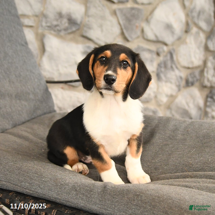 Mixed Breed dogs Benny - Ad 14