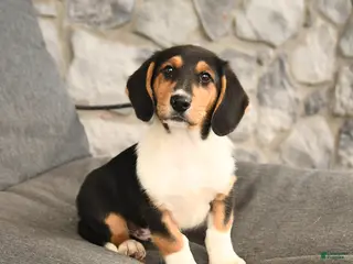 Mixed Breed dogs Benny - Ad 11