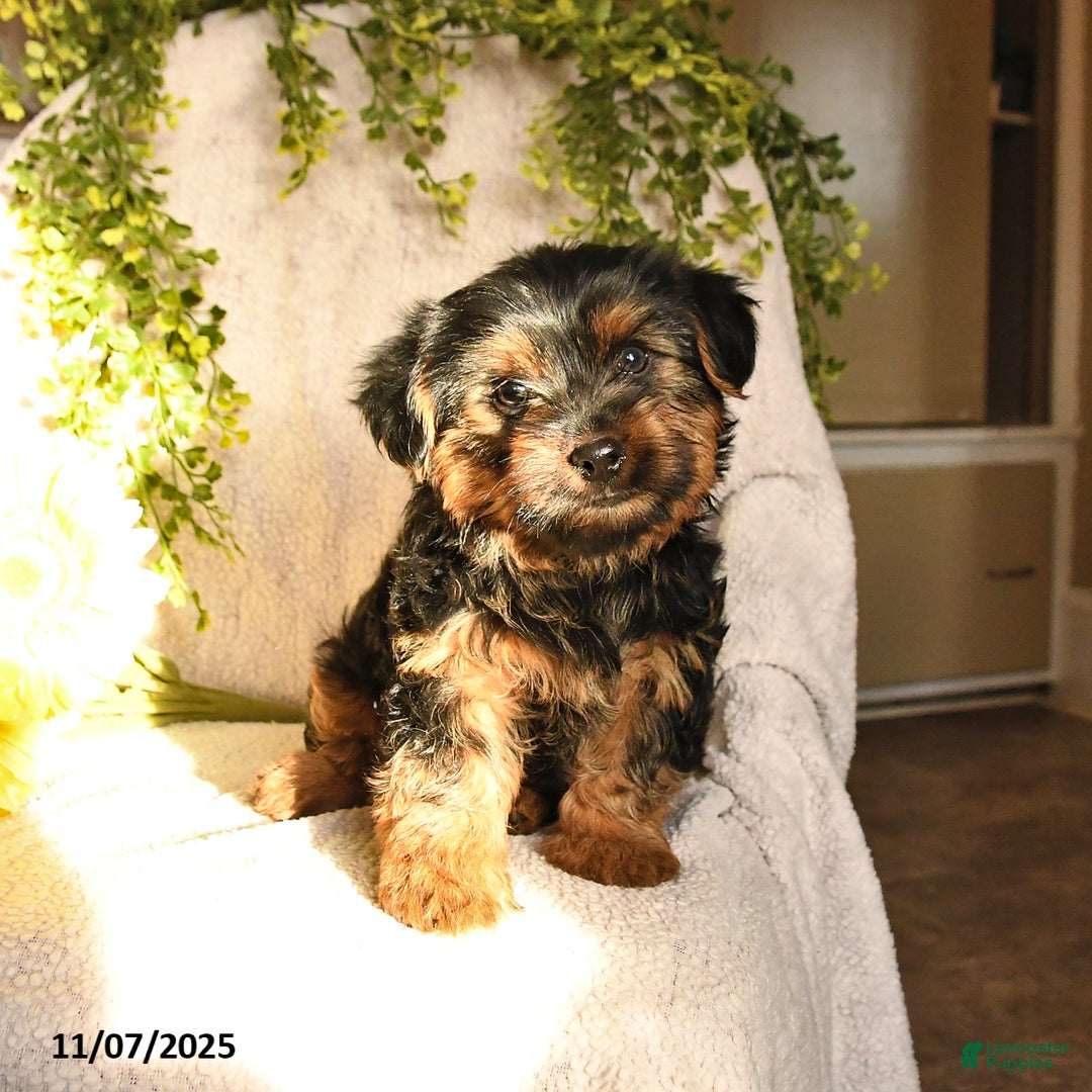 Yorkshire Terrier dogs for sale: Bandit - Ad 3