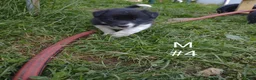 Border Collie dogs for sale: Border Collie Puppy 4 - Ad 1
