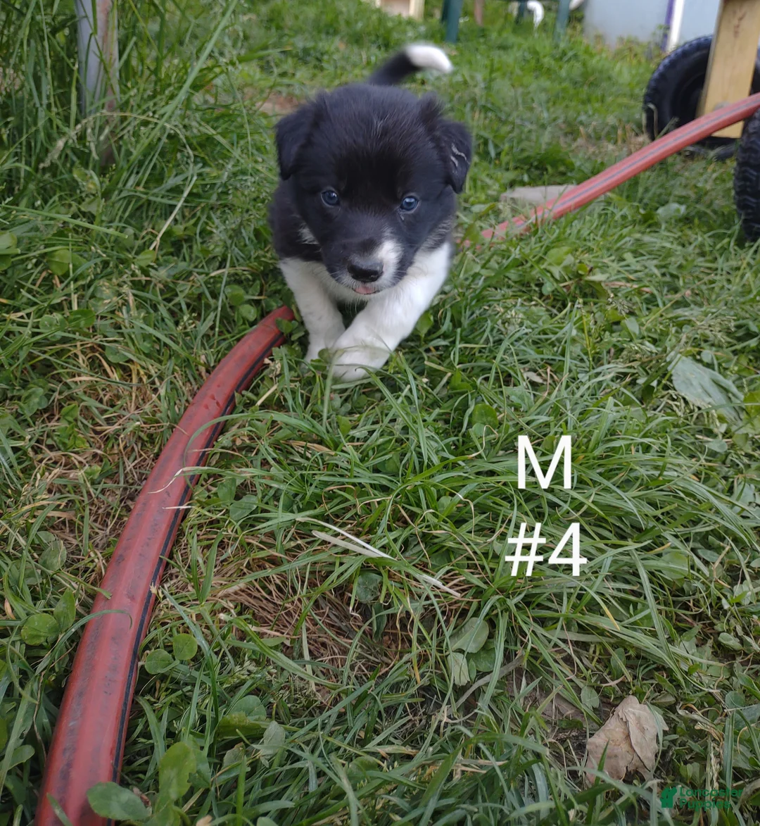 Border Collie dogs for sale: Border Collie Puppy 4 - Ad 1