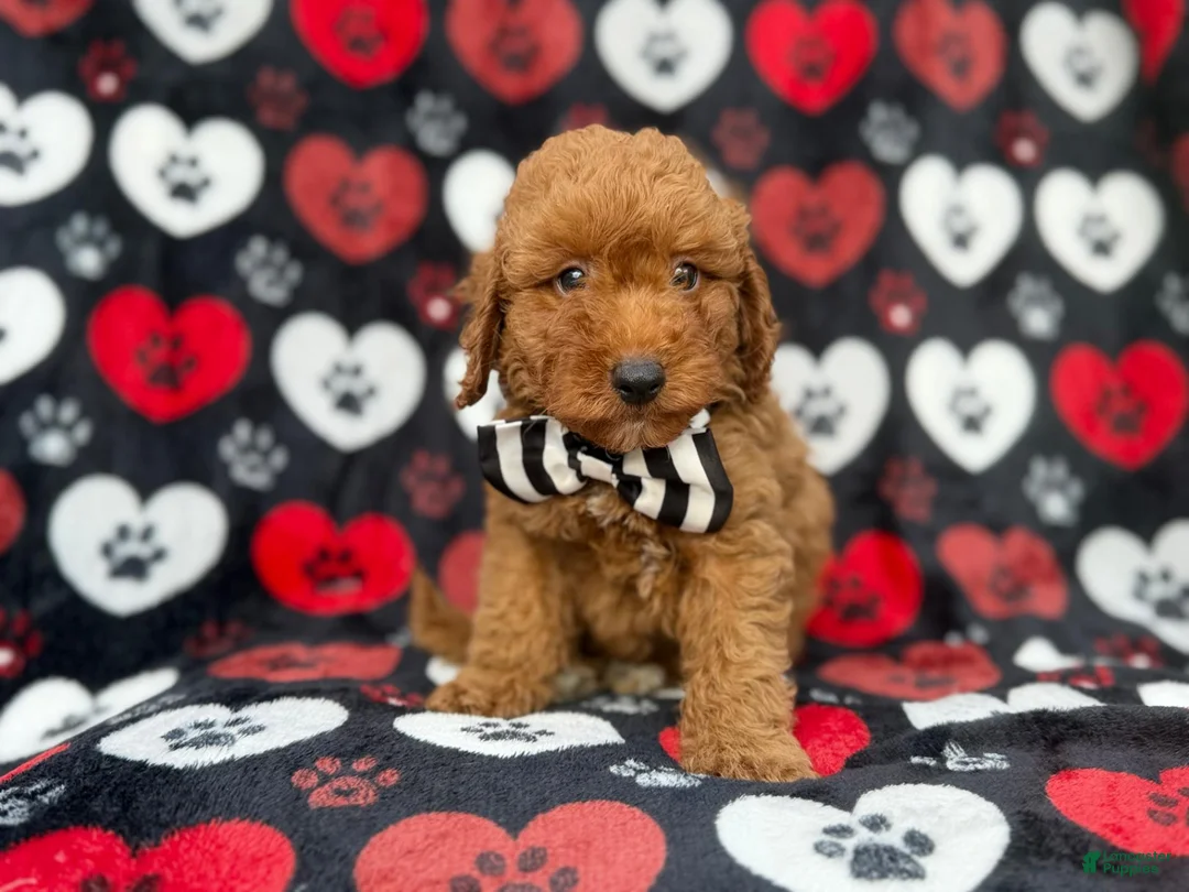 Cavapoo dogs for sale: Abe - Ad 8