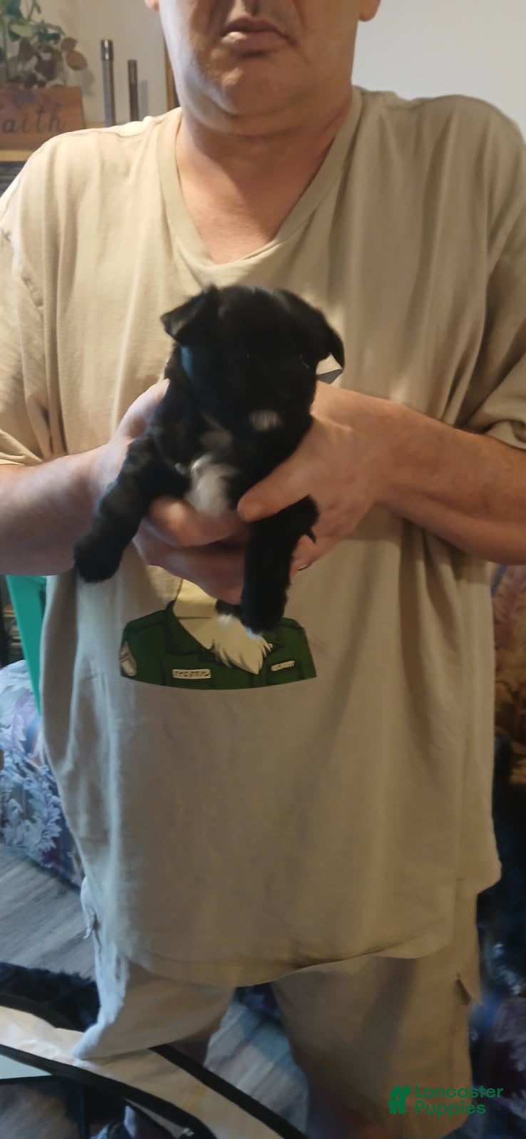 Yorkshire Terrier dogs Girl 2 - Ad 40