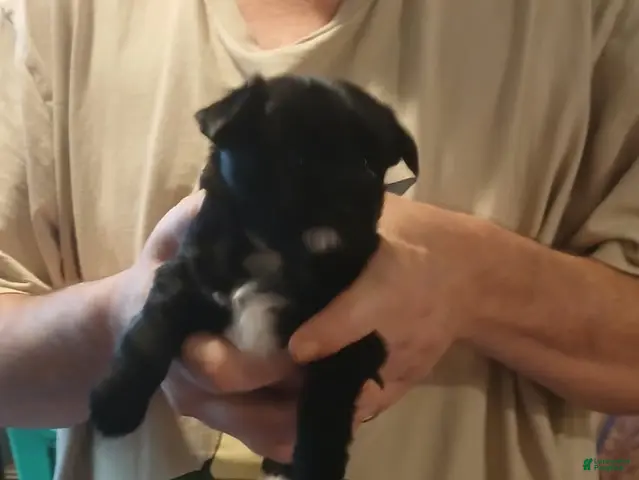 Yorkshire Terrier dogs Girl 2 - Ad 29