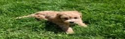 Bichpoo dogs for sale: Kevin 🐶✨ - Ad 6