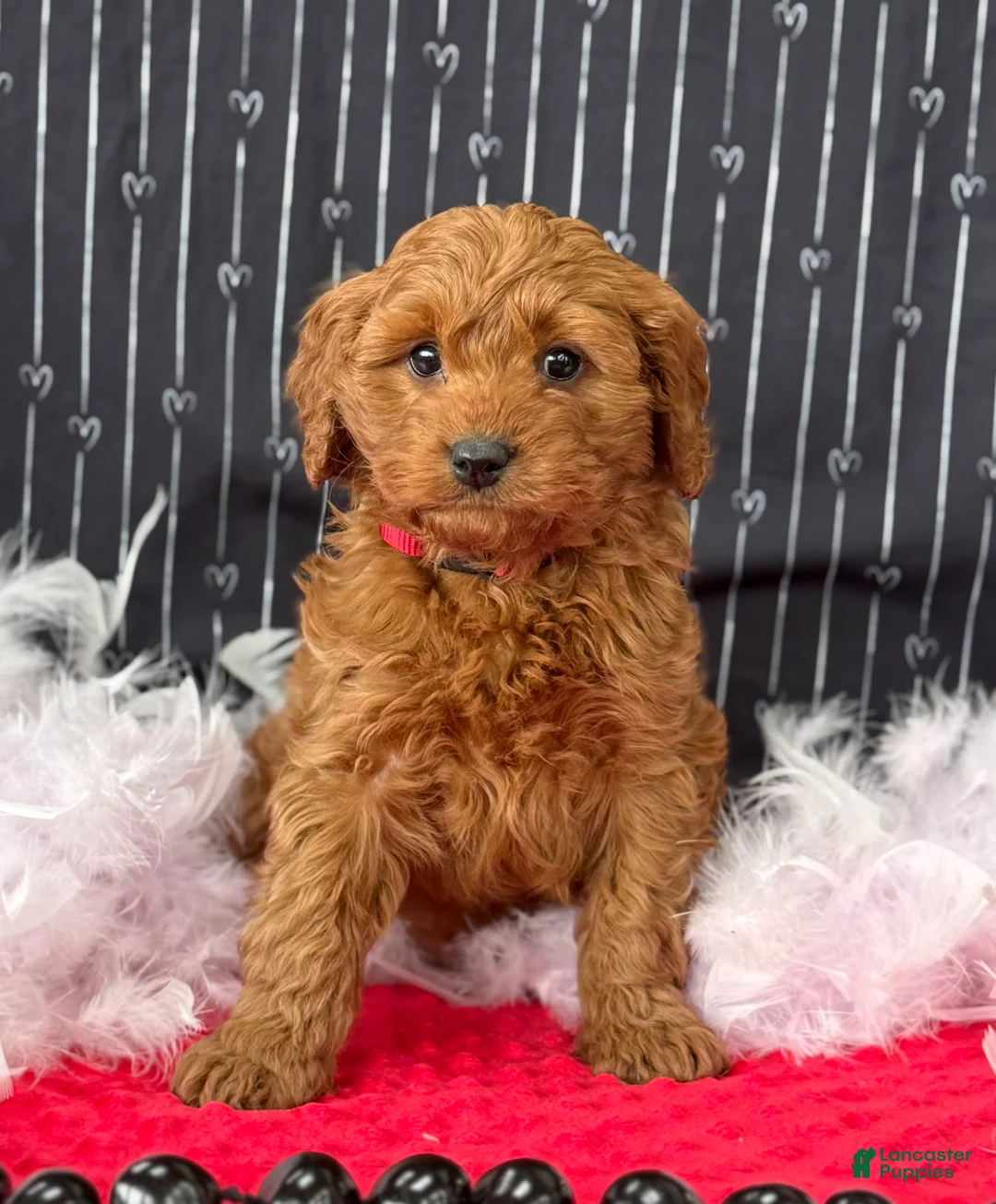 Cavapoo dogs for sale: Dallas - Ad 5
