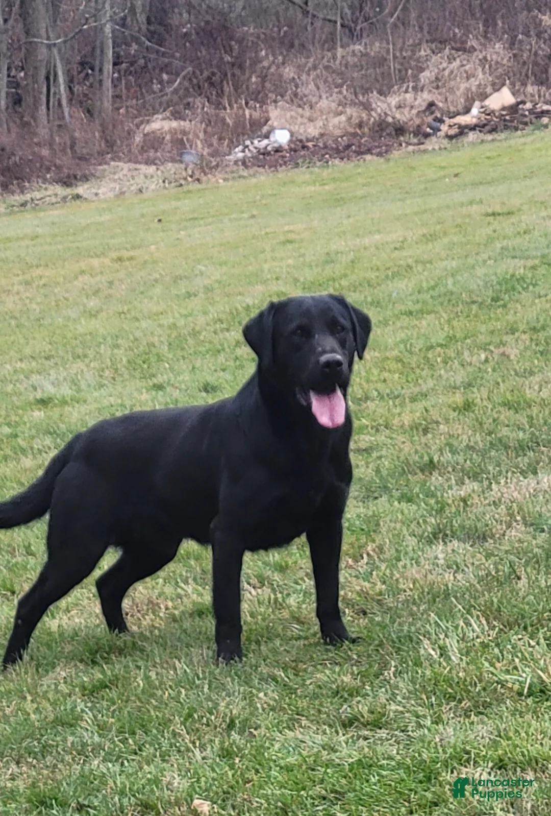 Labrador Retriever dogs for sale: Bella - Ad 6