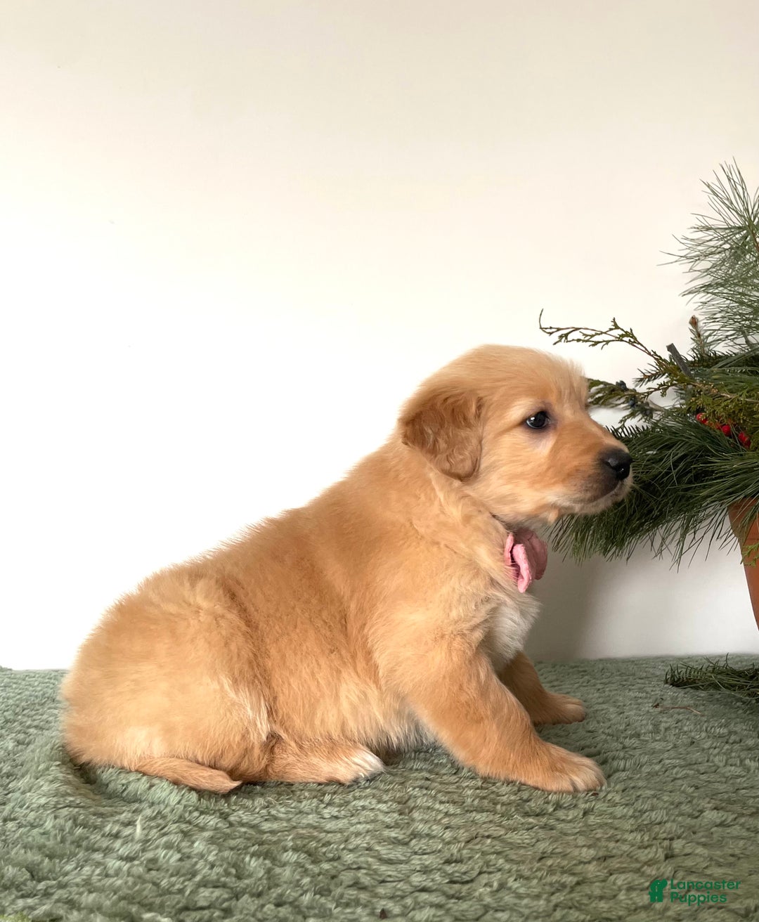 Golden Retriever dogs for sale: Bella - Ad 2