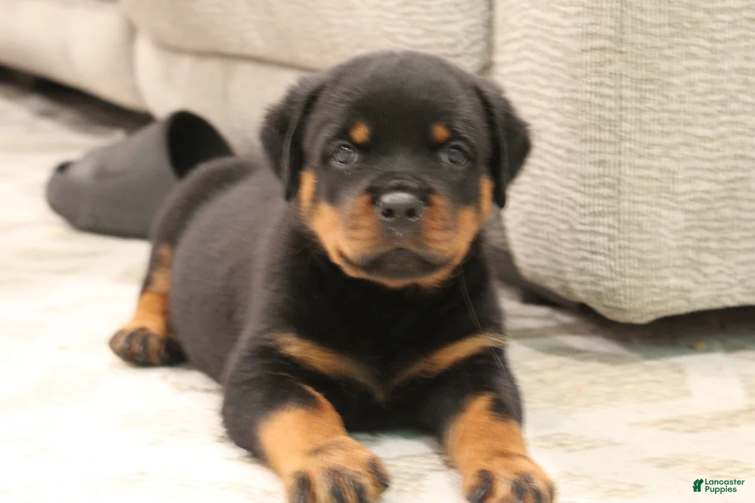 Rottweiler dogs for sale: Rottweiler 1 - Ad 1