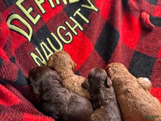 Cavapoo dogs Coco - Ad 41