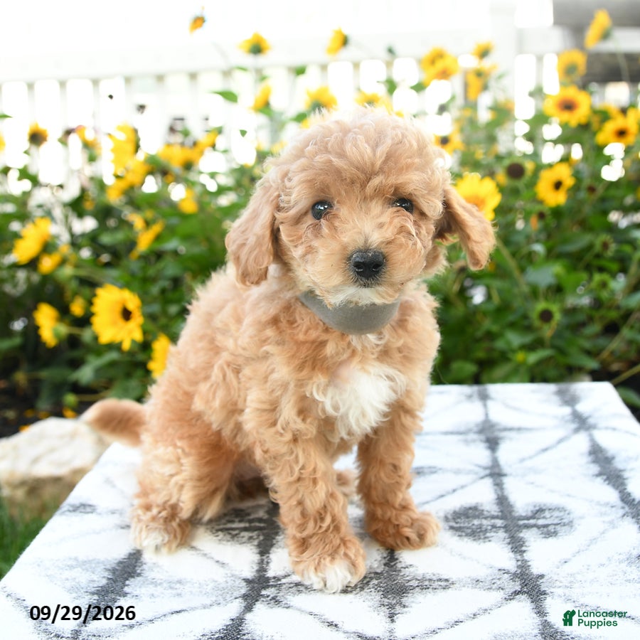 Bichpoo dogs Amara - Ad 2