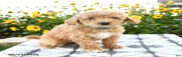 Bichpoo dogs for sale: Amara - Ad 2