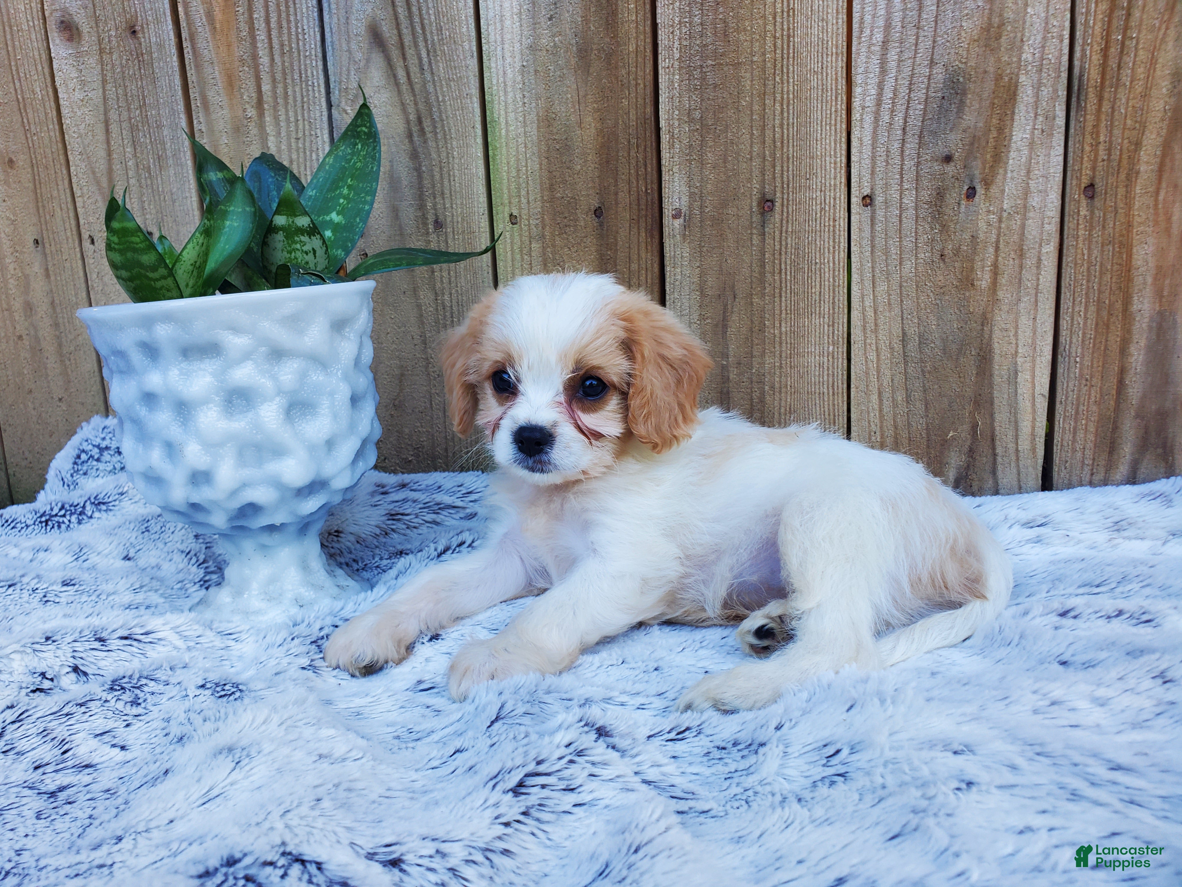 Cavachon dogs Blitz - Ad 2