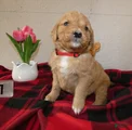 Mini Goldendoodle Puppy 1 Ronnie