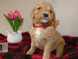 Mini Goldendoodle dogs Mini Goldendoodle Puppy 1 Ronnie - Ad 36