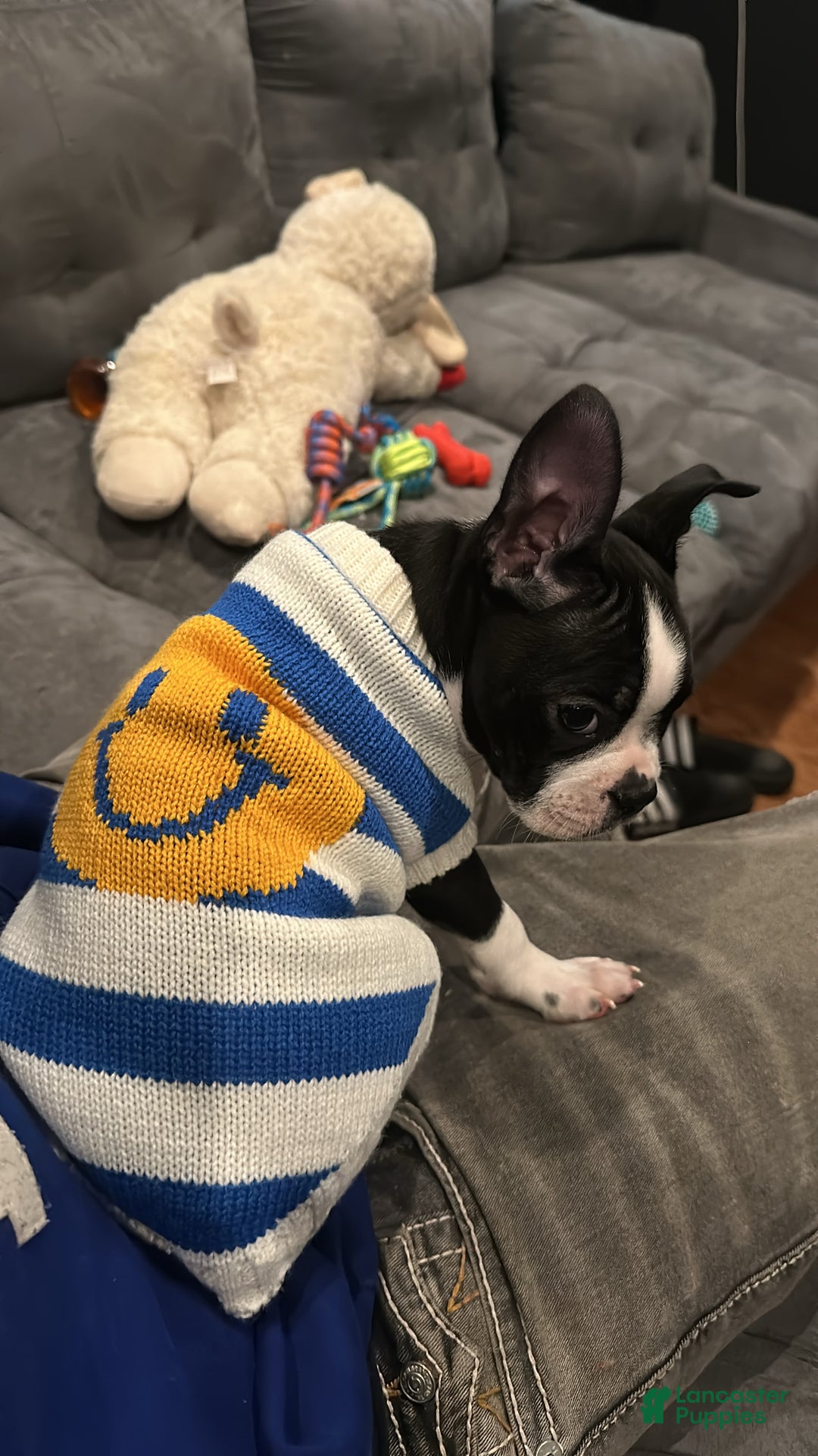 Boston Terrier dogs for sale: TY - Ad 6