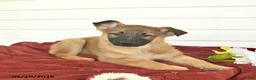 German Shepherd dogs for sale: Callie  - Ad 9