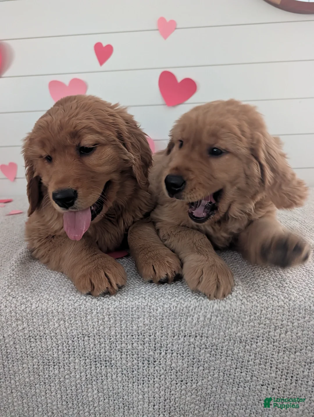 Golden Retriever dogs for sale: Tucker - Ad 14